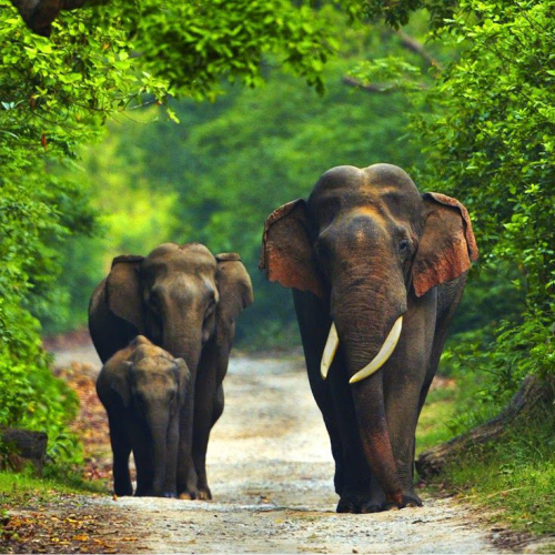 Corbett holiday